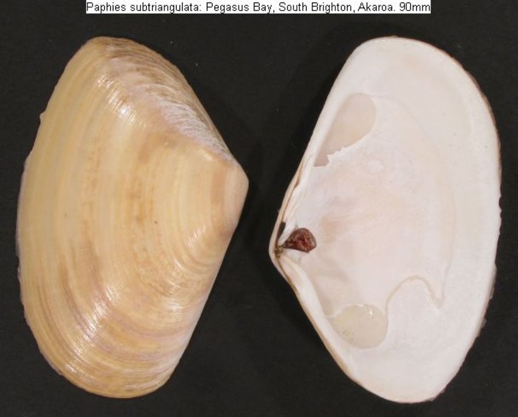 Bivalve da identificare